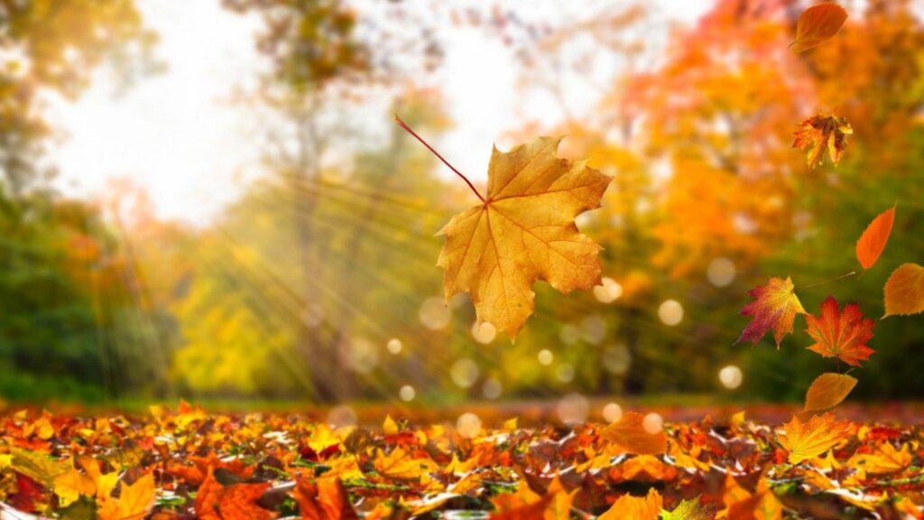 Loslassen - Herbstwald, bunte Blätter, die von den Bäumen fallen, Lebensfreude-Academy